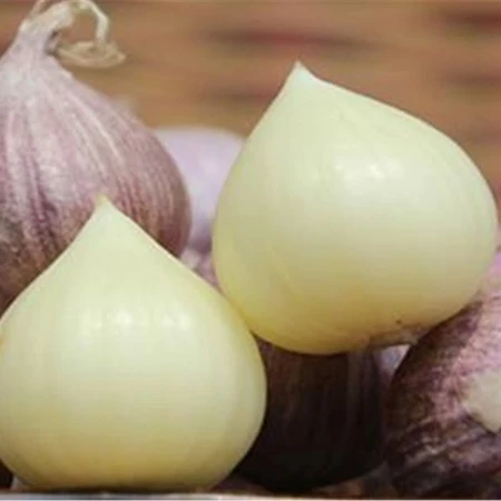 Tuoretta Solo-valkosipulia varastossa